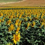 Sunflower field, Teba.